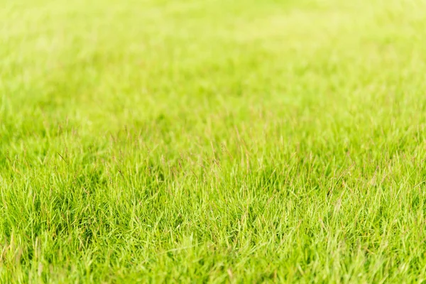 Зеленый травяной фон для весны или лета — стоковое фото