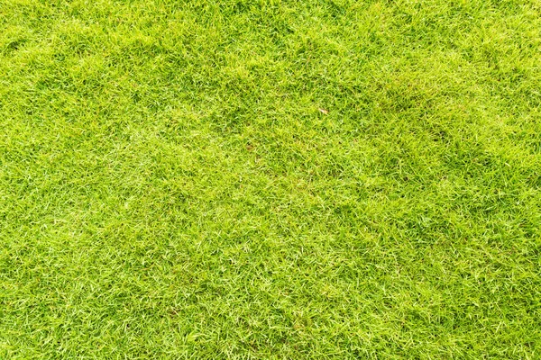 Yeşil çim doku arka plan bahar ya da yaz için — Stok fotoğraf