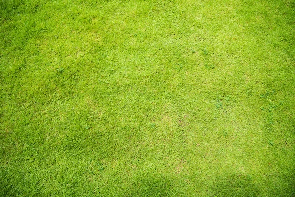 Texture d'herbe verte fond pour le printemps ou l'été — Photo