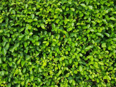 Doğal yeşil yaprak duvarı. Doğal yeşil yaprakların soyut arkaplanı.