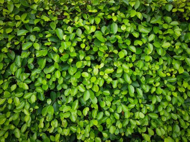 Doğal yeşil yaprak duvarı. Doğal yeşil yaprakların soyut arkaplanı.