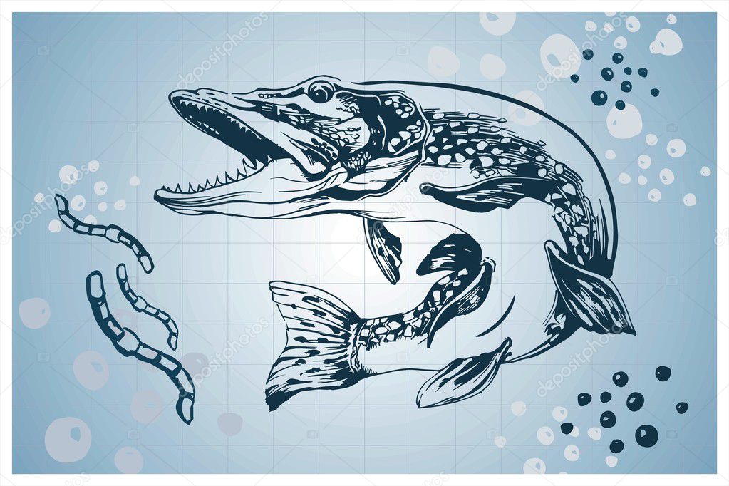 Pike fish vector hand-drawn illustration