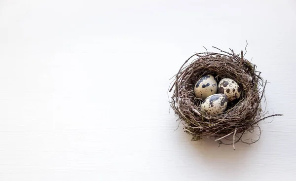 A nest with three quail eggs on a business table — Stock Photo, Image