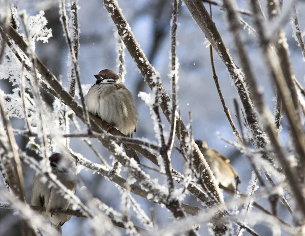 De mus zit op de tak van de sneeuw sneeuw winter veren snavel — Stockfoto