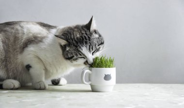 kedi beyaz bir bardaktan çim yeme 