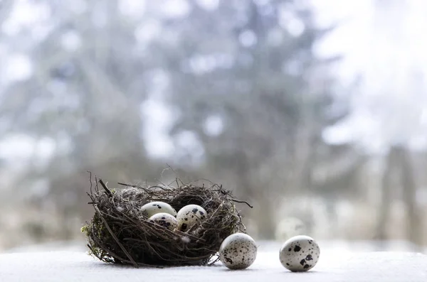 Easter nest with quail eggs — Stock Photo, Image