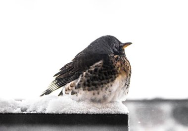 Ardıç kuşu dağ kuş kuş soğuk kar üzerinde oturur 