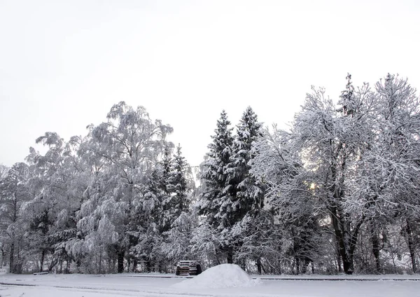 Boże Narodzenie brzoza drzewa krajobraz zima śnieg słońce road tapeta tło poziome w lesie — Zdjęcie stockowe