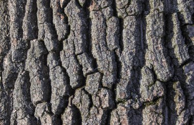 süzülen ışık damarları üzerinde yosun ile eski kavak ağacının arka plan doku kabuğu