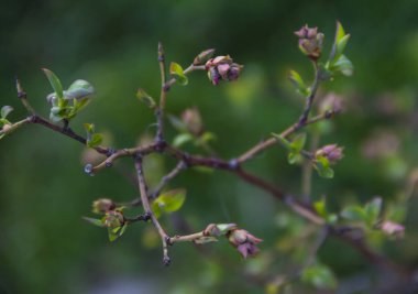 Bush yaban mersini dalları yaprakları çiçek yeşil pembe arka plan bulanıklık