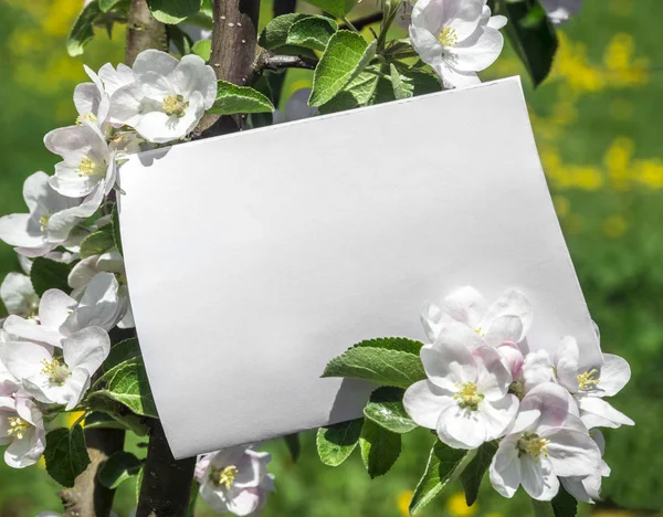 Kağıt kartı yeşil yaprakları ve çiçekleri elma ağacı dalı beyaz dikdörtgen yatay levha — Stok fotoğraf