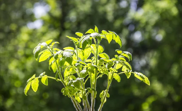 Sur un fond vert flou de feuillage par une journée ensoleillée d'une plante de tomate laisse au soleil un détail de contre-jour — Photo