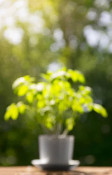 Fond flou lumière verticale dans un pot blanc plante de fleur tomate bokeh rayons soleil rétro-éclairage — Photo