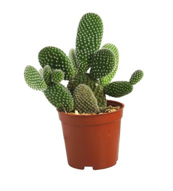 tencerede güzel kaktüs izole beyaz arka plan - yumuşak ve select odak