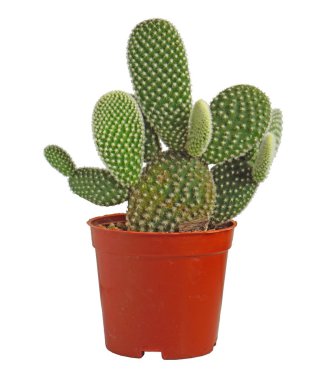 tencerede güzel kaktüs izole beyaz arka plan - yumuşak ve select odak