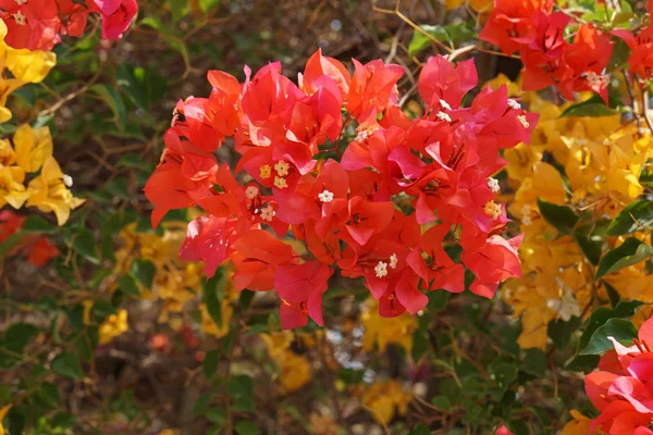 Vermelho velho rosa bougainvillea flor na natureza luz do sol da noite fazer foto com tom amarelo quente — Fotografia de Stock