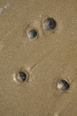 küme ebb gelgit dönemde - sadece bir kum yüzeyi dinlenme gizlemek için yardımcı hava deliği ile kum altında sahilde kum dolar buna doğal sabah güneş ışığı altında - yaşamak bulunan