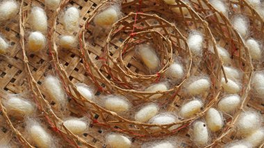 ipekböceği kozası içinde pupa ve ipek yuvası çerçeve ile kaplı 