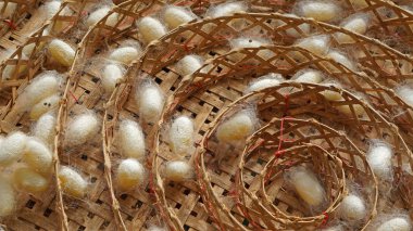 ipekböceği kozası içinde pupa ve ipek yuvası çerçeve ile kaplı 