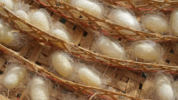 ipekböceği kozası içinde pupa ve ipek yuvası çerçeve ile kaplı 