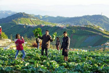 tourist take photo with his fresh cabbage  clipart