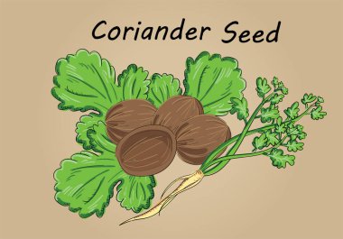 hand drawing illustration vector of coriander seed close up - each part is isolated and can arrange in the way you want clipart