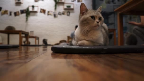 Kat Lag Houten Vloer Bij Cat Cafe — Stockvideo