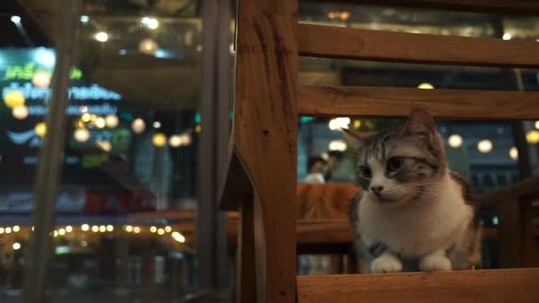 Tekir Kedi Gece Cam Pencerenin Yanındaki Ahşap Masada Yatıyordu Arka — Stok video