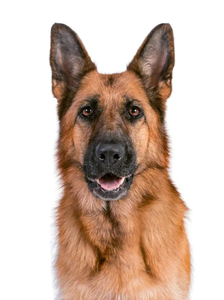 Portrait of a beautiful German Shepherd — Stock Photo, Image