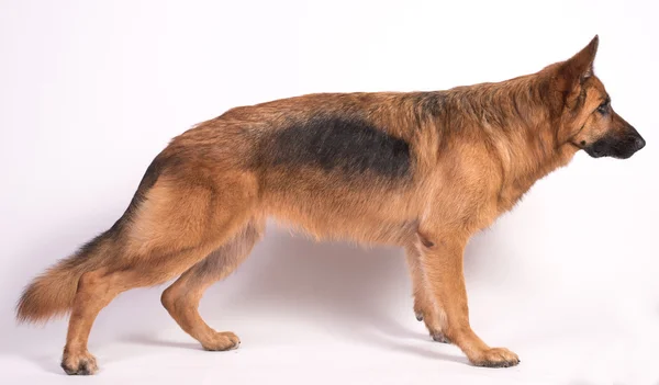 Πορτρέτο του ένα όμορφο ΤσομπανόσκυλοΤ — Φωτογραφία Αρχείου