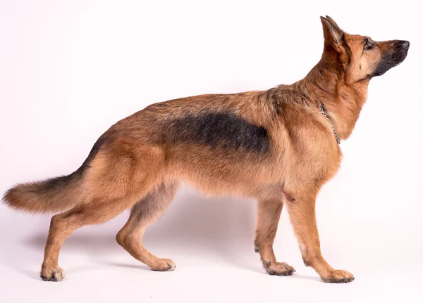 Portrait of a beautiful German Shepherd — Stock Photo, Image