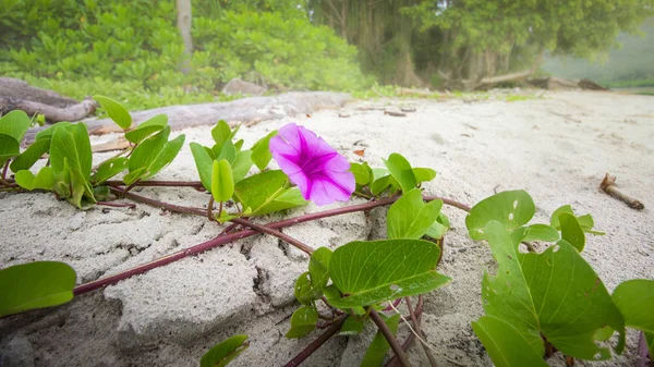 plaj sabah zafer. Arka plan, IP için kum üzerinde çiçek açan Ipomoea