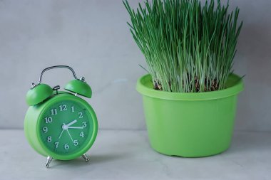 Parlak yeşil alarm saati ve açık arkaplanda yeşil bir saksıda taze çimenler. Yumuşak odak.