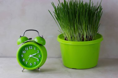 Parlak yeşil alarm saati ve açık arkaplanda yeşil bir saksıda taze çimenler. Yumuşak odak.