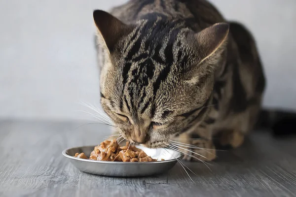 Tabby cat eats wet food. Gray background. Soft focus.