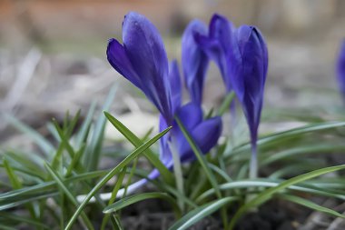 Bahar çiçekleri. Güzel mavi çiçekler. Bahar kavramı. Yumuşak odak.