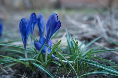 Bahar çiçekleri. Güzel mavi çiçekler. Yumuşak odak.