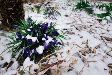 Karların altında güzel bahar çiçekleri. Yumuşak odak.