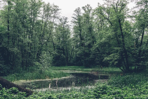 Arbres de paysage et rivière. nature — Photo