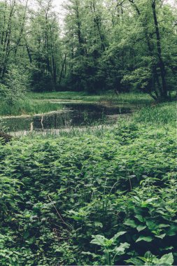 Yeşil manzara. ağaçlar ve nehir. Doğa, orman