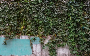 Bir duvarda büyüyen yeşil sarmaşık. Yaprakları. Arka plan