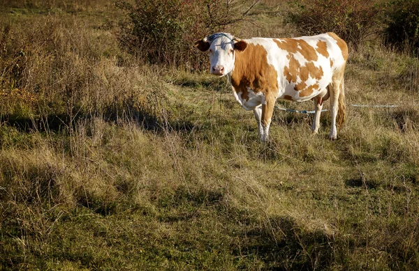 Vaca no Outono Campo no Campo — Fotografia de Stock