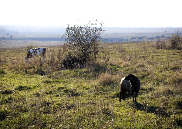 Vaca e carneiro no Outono Campo no Campo — Fotografia de Stock