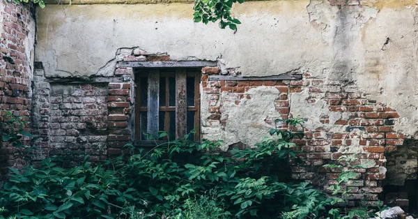 Parede de tijolo com uma janela de uma mansão abandonada com arbusto de hera — Fotografia de Stock