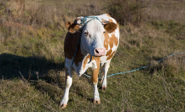 Vaca no Outono Campo no Campo — Fotografia de Stock