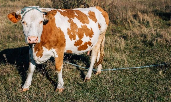 Vaca no Outono Campo no Campo — Fotografia de Stock