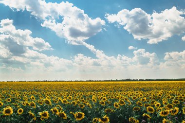 Ayçiçeği, mavi gökyüzü bulutlar, peyzaj, tarım alanlarımız