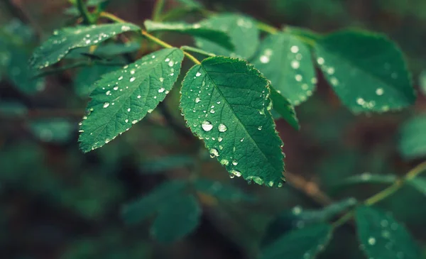 Foglie verdi con gocce di rugiada su fondo sfocato — Foto Stock