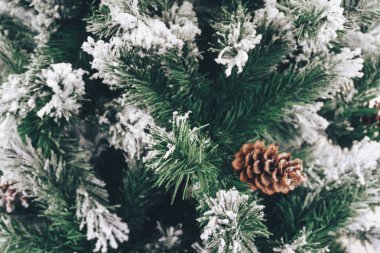 Güzel kar köknar ağacının dalını üzerinde. 