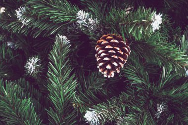Çam kozalakları ve Noel ağacı kış arka plan. Metin için yer kopyalayın